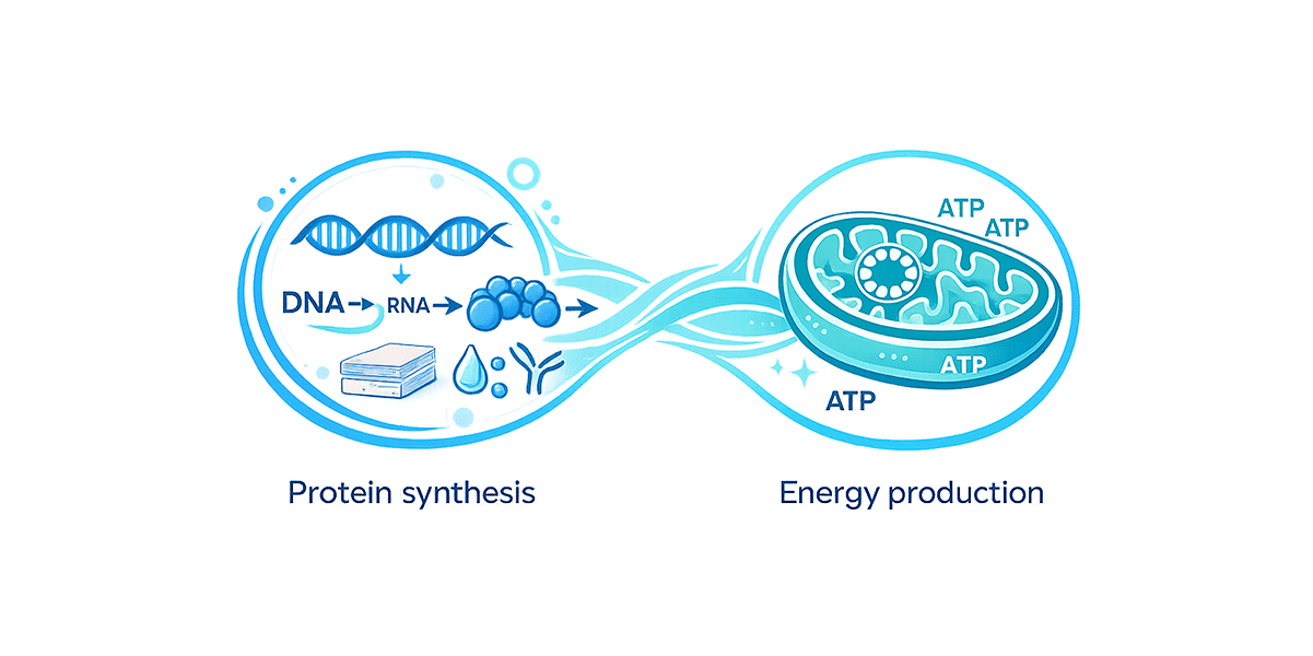 遺伝子の2つの役割 — 核DNA（タンパク質合成）とミトコンドリアDNA（エネルギー産生）